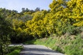 Mimosa trees in bloom in the south of France Royalty Free Stock Photo