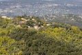 Mimosa trees in bloom in the south of France Royalty Free Stock Photo