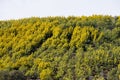 Mimosa trees in bloom in the south of France Royalty Free Stock Photo