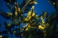 Mimosa trees with yellow flowers, blue sky, Tanneron, France
