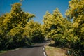 Mimosa trees with yellow flowers and road, Tanneron, France