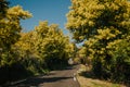 Mimosa trees with yellow flowers and road, Tanneron, France