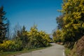 Mimosa trees with yellow flowers and road, Tanneron, France