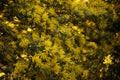 Mimosa trees with yellow flowers, Tanneron, France