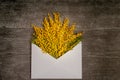 Mimosa in a white envelope lies on dark boards. Royalty Free Stock Photo