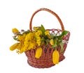 Mimosa, Willow Twigs And Tulips In A Basket