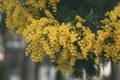 Mimosa yellow flower in bloom. Springtime background. Royalty Free Stock Photo