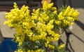 Mimosa yellow flowers in full bloom