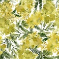 Mimosa, yellow plants, leaves and flowers, seamless pattern, botanical illustration, watercolor