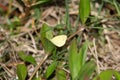 Mimosa Yellow (Pyrisitia nise) butterfly