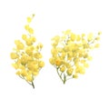 Mimosa yellow spring flowers set, Watercolor hand drawn illustration isolated on white background. Royalty Free Stock Photo