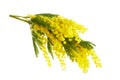 Mimose yellow spring flower brunch isolated on white background. Royalty Free Stock Photo