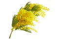 Mimose yellow spring flower brunch isolated on white background. Royalty Free Stock Photo