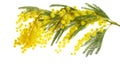 Mimose yellow spring flower brunch isolated on white background. Royalty Free Stock Photo