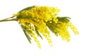 Mimose yellow spring flower brunch isolated on white background. Royalty Free Stock Photo