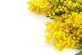 Mimose yellow spring flower brunch isolated on white background. Royalty Free Stock Photo