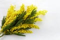 Mimose yellow spring flower brunch on white wooden background. Royalty Free Stock Photo