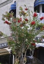 Mimoza or Persian Silk Tree blossom in Santander City of Cantabria region in Spain.