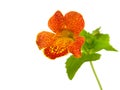 Mimulus Royalty Free Stock Photo