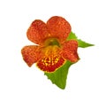 Mimulus Royalty Free Stock Photo