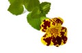 Mimulus Royalty Free Stock Photo