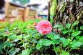 Mimulus flower Royalty Free Stock Photo