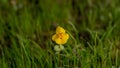 Mimulus guttatus, Yellow Monkeyflower