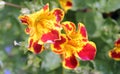 Mimulus tigrinus, Tiger Monkey Flower Royalty Free Stock Photo