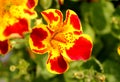 Mimulus tigrinus, Tiger Monkey Flower Royalty Free Stock Photo