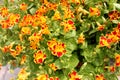 Mimulus tigrinus, Tiger Monkey Flower Royalty Free Stock Photo