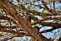 Mimus saturninus resting on the trunk of the jabuticaba tree