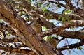 Mimus saturninus watching from the trunk of the jabuticaba tree