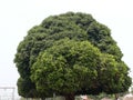 Mimusops elengi tree, tree isolated on white, Indian Spanish cherry trees, medlar tree in India.