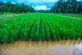 `Mina Padi` cultivation in rice fields is a combination of planting rice and fish farming Royalty Free Stock Photo