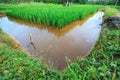`Mina Padi` cultivation in rice fields is a combination of planting rice and fish farming Royalty Free Stock Photo