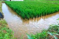 `Mina Padi` cultivation in rice fields is a combination of planting rice and fish farming Royalty Free Stock Photo