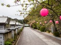 Pink paper lanterns hung on the trees for cherry blossom festival at Yakuoji