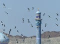 Shia Sur al Lewatia Mosque, Muttrah Corniche, with gulls