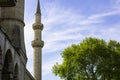 Minaret of Suleymaniye Mosque and tree. Mosques of Istanbul