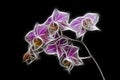 Minature Orchid Royalty Free Stock Photo