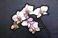 Minature Orchid Royalty Free Stock Photo