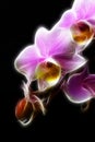 Minature Orchid Royalty Free Stock Photo
