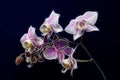 Minature Orchid Royalty Free Stock Photo
