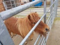 Minature pony waiting for his feeding time.