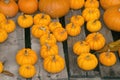 Minature Pumpkins