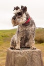 Minature schnauzer sitting on a trig point Royalty Free Stock Photo