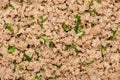 Minced Meat Royalty Free Stock Photo