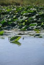 Mincio River in Mantua with Many Lotus Flower Green Leaves, Italy Royalty Free Stock Photo