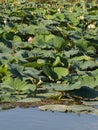 Mincio River in Mantua with Many Lotus Flower Green Leaves, Italy Royalty Free Stock Photo