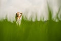 Mind and body connection with nature - middle aged attractive and happy Asian Chinese woman in Summer dress enjoying idyllic